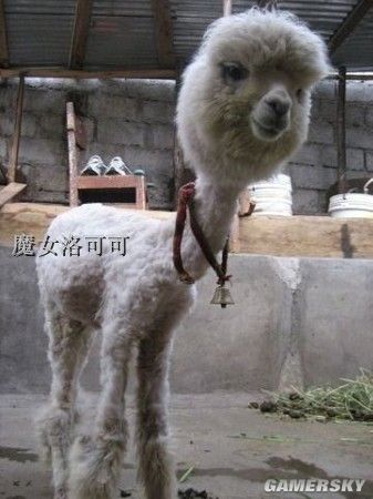 游民星空_