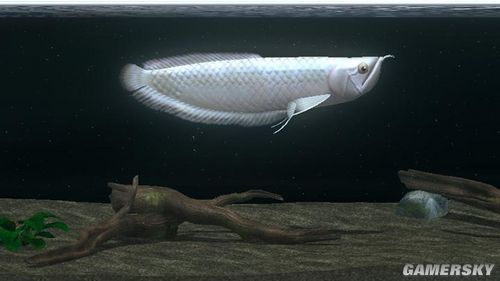 任天堂今日推出一款热带鱼游戏Wii《水底世界