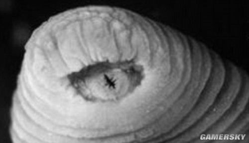 擎天柱再戰威震天 《變形金剛：宇宙》最新截圖