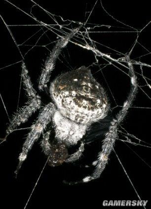 《真·三國無單5 帝國》民網大年夜量更新圖