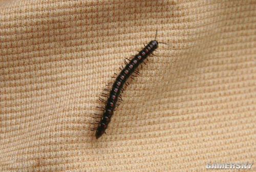 抓虫子摘果子!这才是80后乡下孩子的真实童年