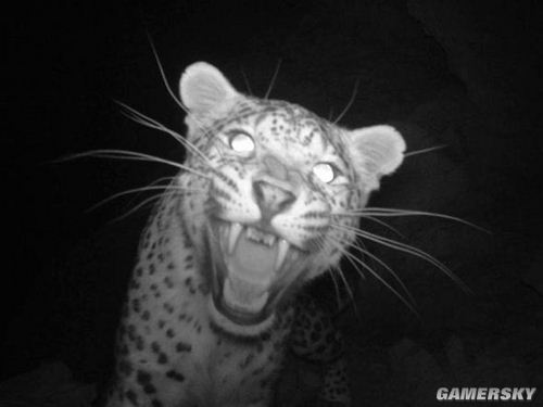 相机陷阱拍照:阿富汗惊现灭绝动物波斯豹