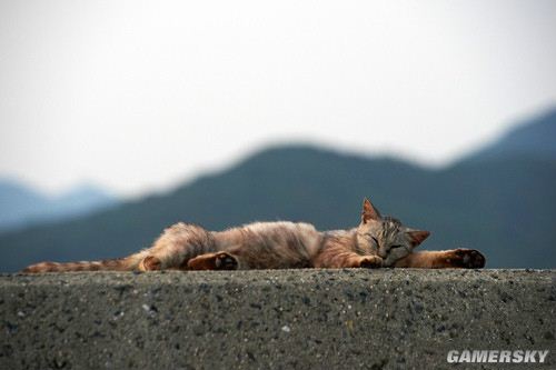 狗尾巴钓鱼谁愿上钩?海量搞笑喵汪星人卖萌图