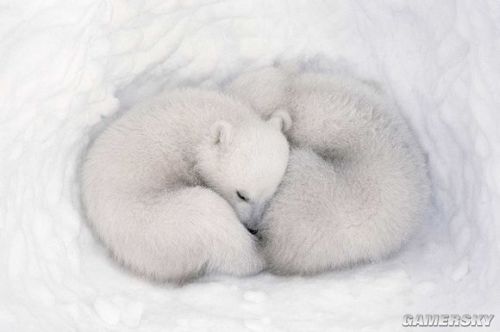 北极熊冬眠
