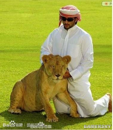 迪拜王子狮子图片