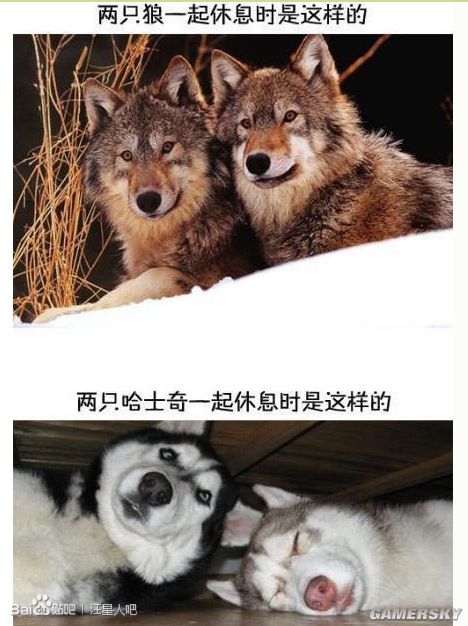 哈士奇和狼表情包图片