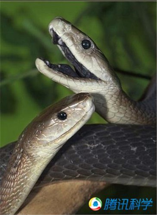 世界上最恐怖的蛇图片