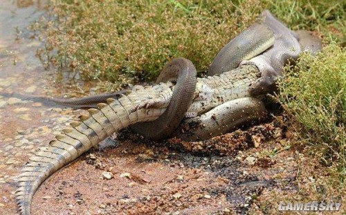 贪心不足蛇吞鳄 罕见巨蟒生吞鳄鱼险被撑死