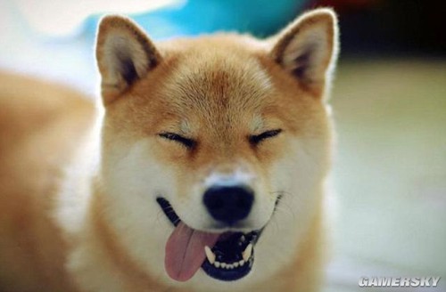 另一种精神污染 柴犬maru当选世界最会傻笑狗