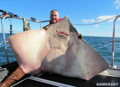 巨型皇带鱼图片图片