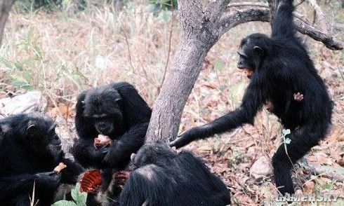 非洲人吃猩猩肉图片