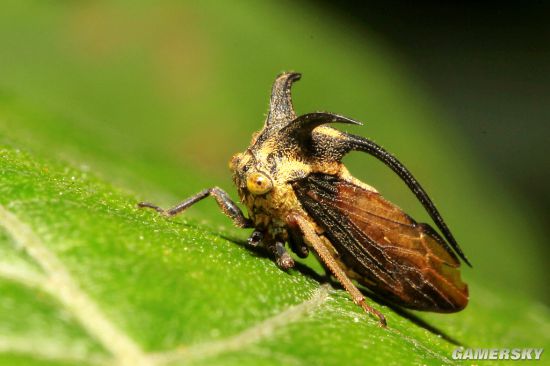 角蝉又称刺虫(thorn bugs),这些昆虫深谙模仿艺术