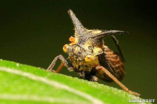 角蝉又称刺虫(thorn bugs),这些昆虫深谙模仿艺术