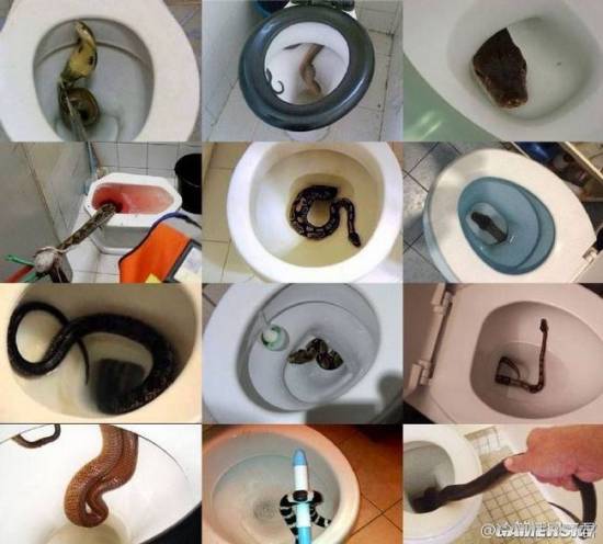 由于泰国多次爆出马桶里有各种蛇出没,于是泰国人就解锁了各种蹲厕所
