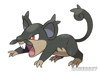 因为与猫鼬少(yungoos)争夺地盘而改变样子的「小拉达(rattata)」