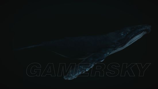 巫师3鲸鱼图片