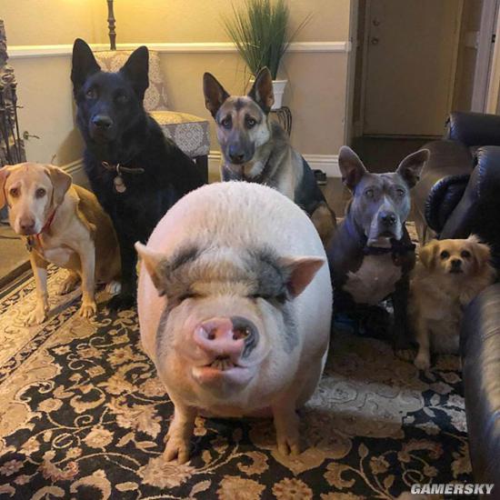 一只猪和他的五只狗兄弟,就是这么酷