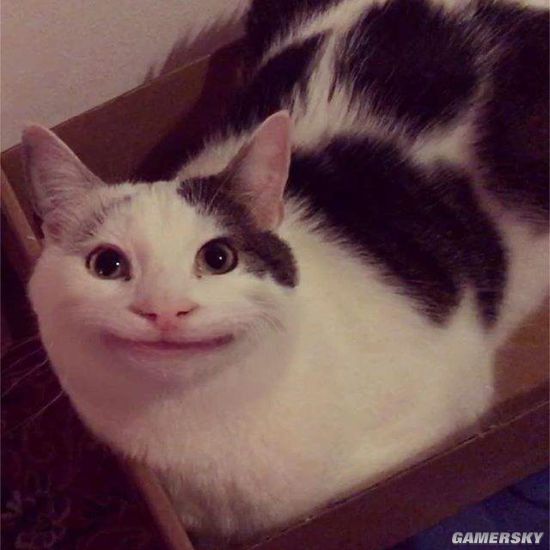 猫咪狡猾笑的表情包图片