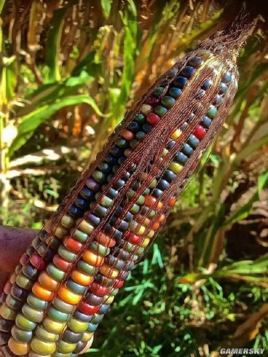 生长在美洲大陆的一种玉米,当地人叫它玻璃宝石(glass gem corn)