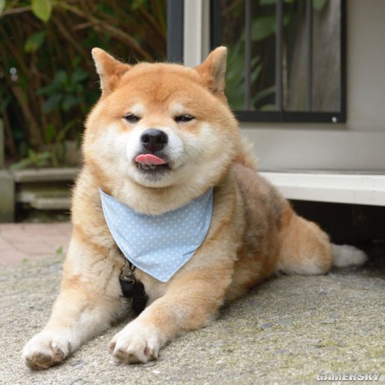 柴犬界的表情帝日本柴犬百变表情包治愈无数粉丝