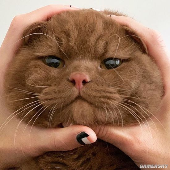 咖啡色的猫表情包图片