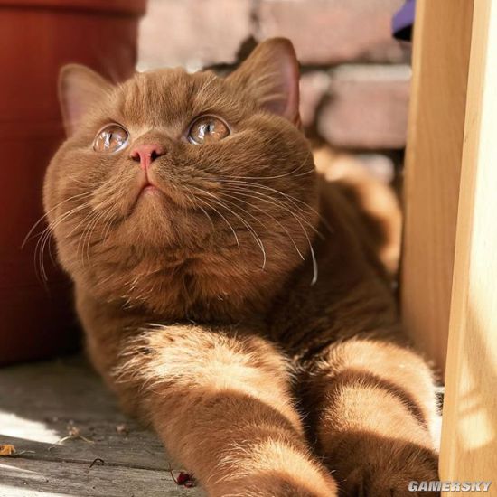 毛茸茸肉头让人想揉 荷兰咖啡色橘猫实力圈粉