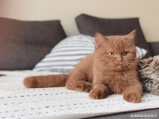 毛茸茸肉头让人想揉 荷兰咖啡色橘猫实力圈粉