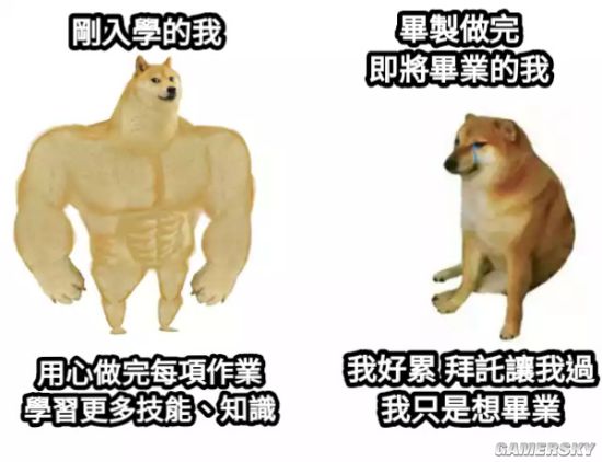 肌肉柴犬表情包原图图片