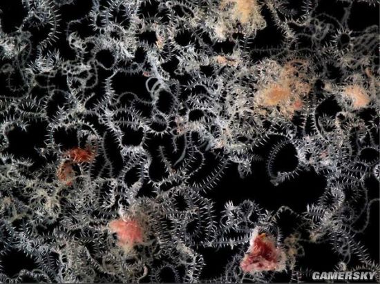 科学家在海底发现的神秘蠕虫 竟然长着100多个屁股