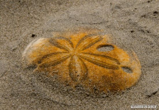 沙币又译为沙钱,是海胆纲分类下的其中一个目,其正式学名是榡形目