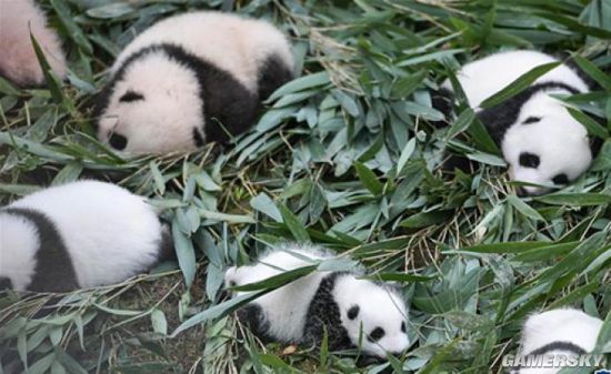 全球大熊猫数量公布圈养673只野外1864只