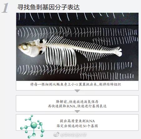草鱼鱼骨结构图图片