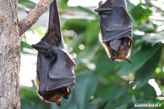 美国一大桥下聚居约30万只蝙蝠日落时集体出动