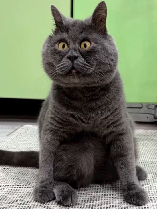 俄罗斯丑猫天生斗鸡眼:却做网红吸了30多万粉