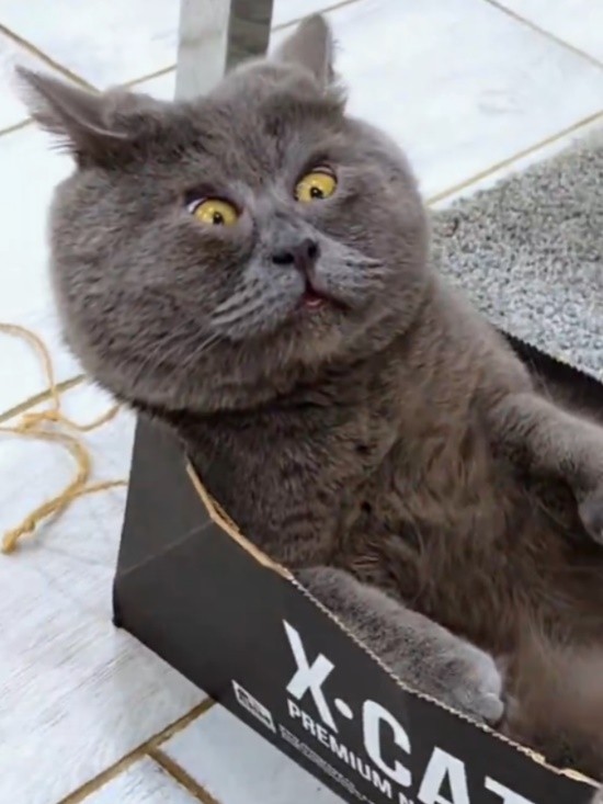 俄罗斯丑猫天生斗鸡眼:却做网红吸了30多万粉