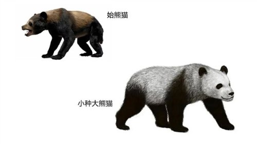 熊的祖先进化图图片
