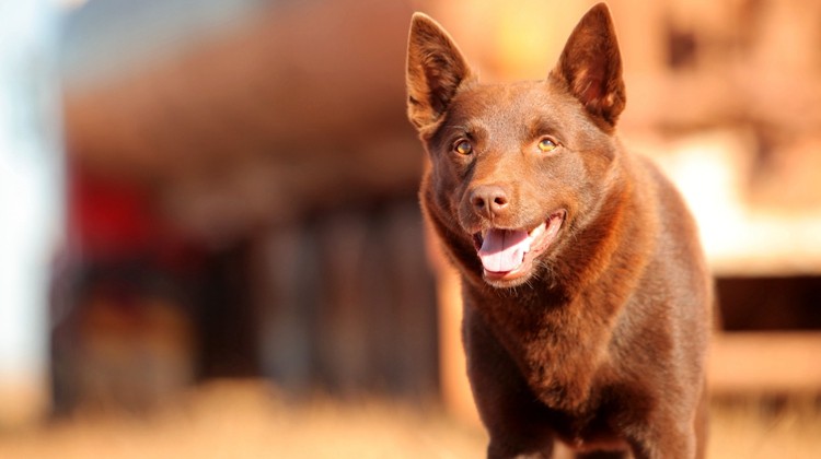 小狗穿越澳大利亚寻找主人深度解说红犬历险记