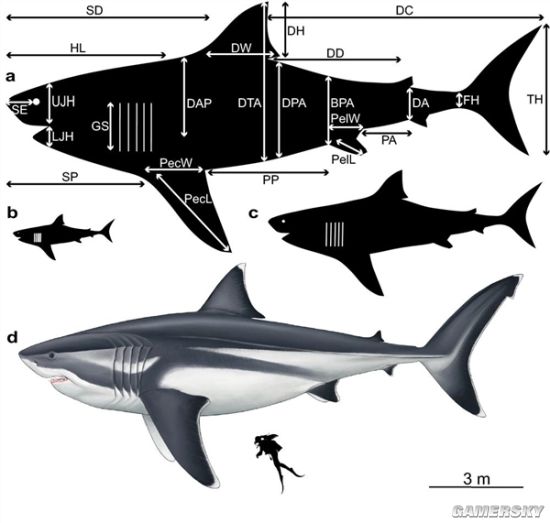 科学家恢复2300万年前巨齿鲨形态 体长超18米体重超48吨