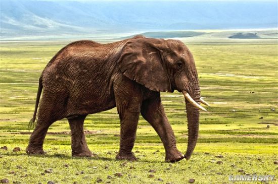 世界上“最孤独”的大象 被人道组织解救