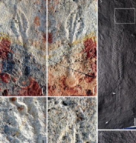 中美科学家发现5.5亿年前生物：身居海底形似树叶
