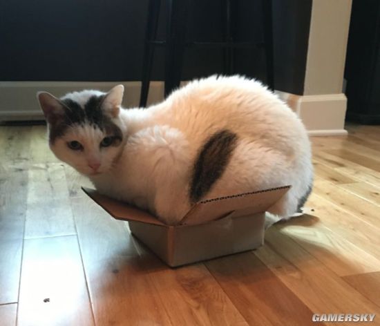 猫为什么喜欢睡纸箱？科学家解释：可能为了躲开你