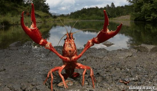 日本拟将小龙虾指定为外来入侵物种 禁止进口和贩卖