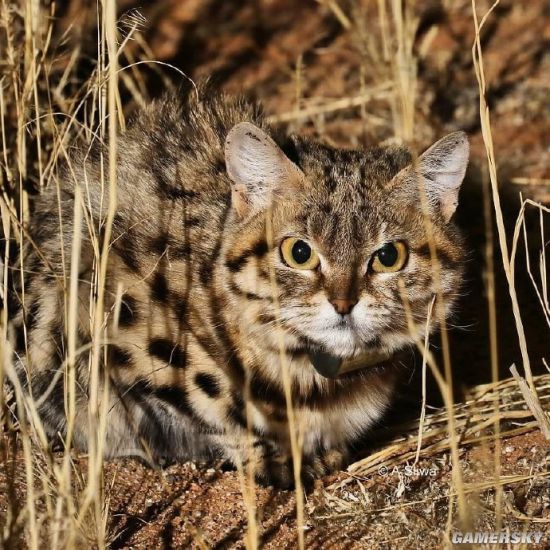 黑足猫被称为全世界禁养的猫猎杀捕食成功率达60 游民星空