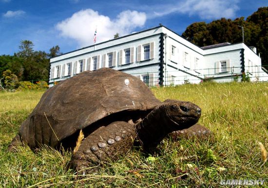 189岁高龄巨龟成为最老陆生动物 老当益壮还有三位伴侣
