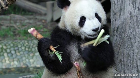 全球大熊猫数量公布 圈养673只、野外1864只