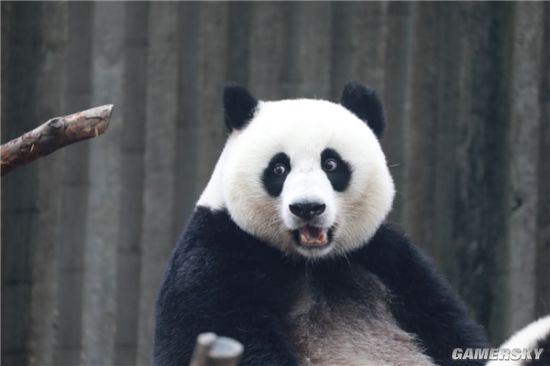 科学家研究大熊猫黑白色成因 为更好地融入周围环境