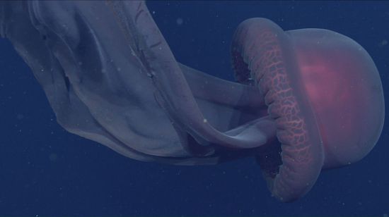 科学家拍到10米长幻影水母 拥有超大口腕极其罕见