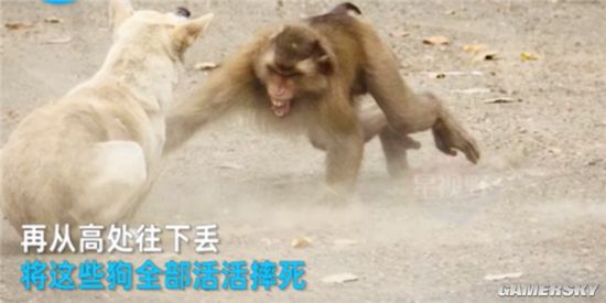 网传摔死250条狗的印度猴子被抓 笼子里冲村民愤怒咆哮