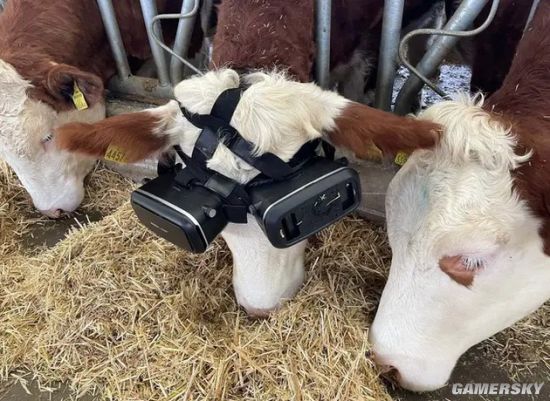 国外养殖户给奶牛带上VR眼镜 为提高产奶量让牛心情愉悦