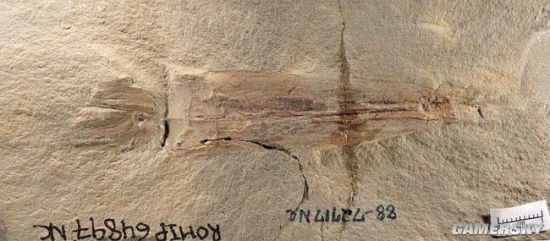 美国古生物学家发现最古老章鱼化石 命名为“拜登”